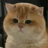 vttv0906