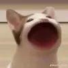 conheo999z