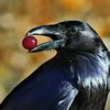 raven_cheeseitz