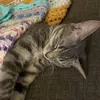 chiefbabyboy1