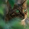 miky.motan