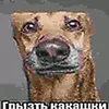 grizatel_kakashek