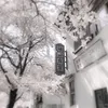 sakura_can_edit