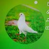 na_maloom.76