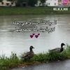 thefool1237