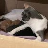 kittycatlover670