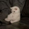 zozi_2011_
