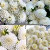 dahliaaa3282