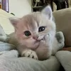 nqoc_hanw3