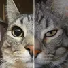 fzzvzvz