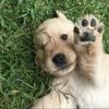 funnydogsab