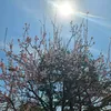nhokoikia11