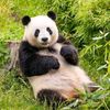 panda_0012