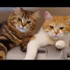 annehataway7