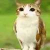 mya_h._u