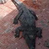 crocodile.samson