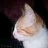 bitternut8