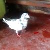 pigeon_lover82