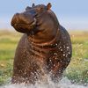 anonymoushippo3