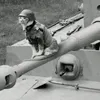panzer__cat
