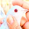 pigeonlovers445