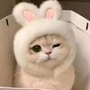 shindy.sindy