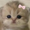 luly7701