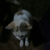 sabet896