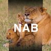 nab_080