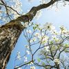 dogwoodtree1