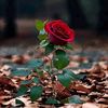rose0_0eso