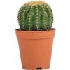 the_cactus4