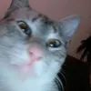 qlaraamaismais9