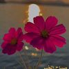 mayar.omer65