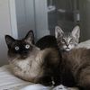 OreoandMellow