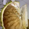 nghe_si_nguoi_ao