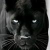 ahmad.alztryny