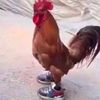 rooster_22_