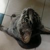 aristocatsmeow