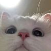 kijenn_779
