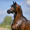 caballo_alazan