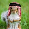 habibi.squirrel