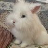 sugarthebunny