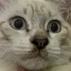 ldminhchauu