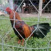 thnh.qu.nguyn4