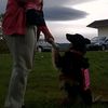 nala_the_aussie_mix