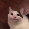 belyga18