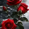 gh.tyy6
