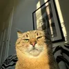 Stepancat