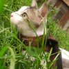 lamcatlover